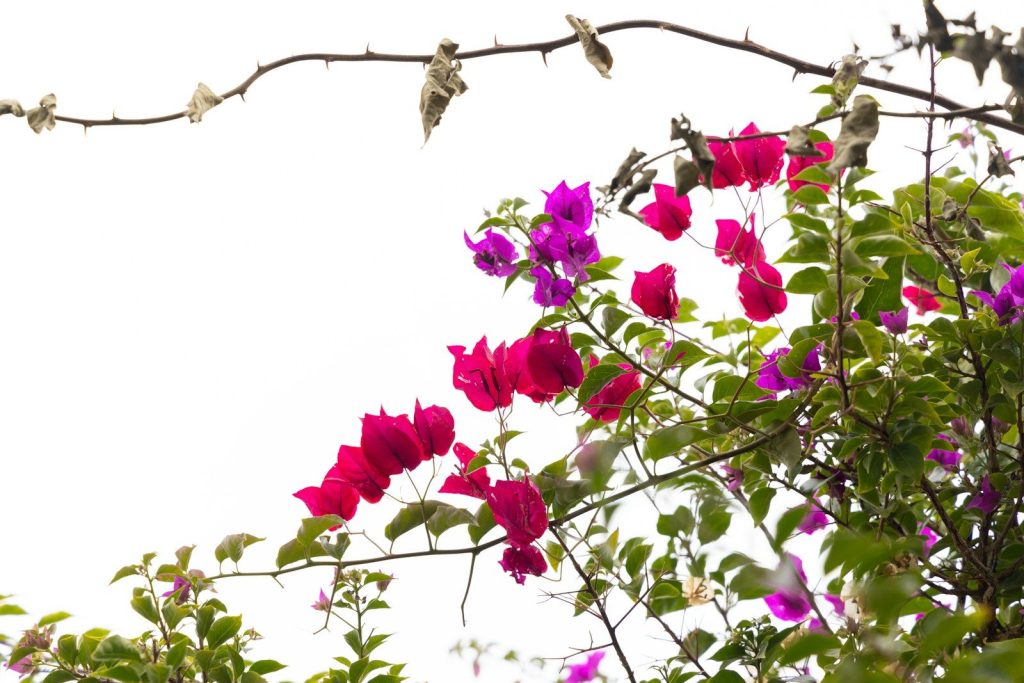 a bunch of flowers that are on a tree