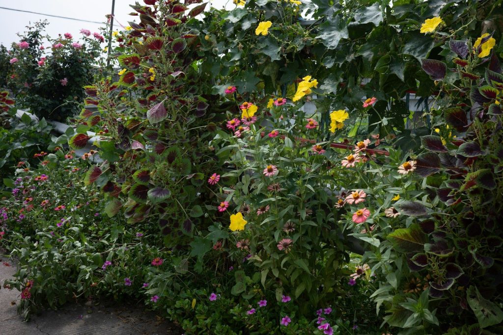 Colorful flowers and lush green foliage in a garden.