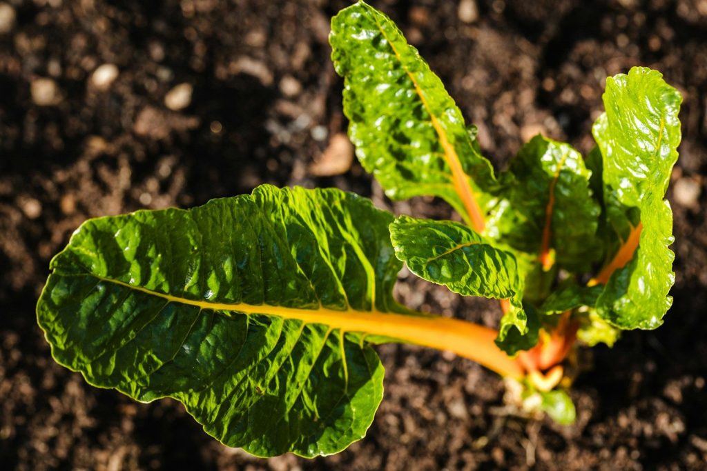 a close up of a green leafy plant in the dirt