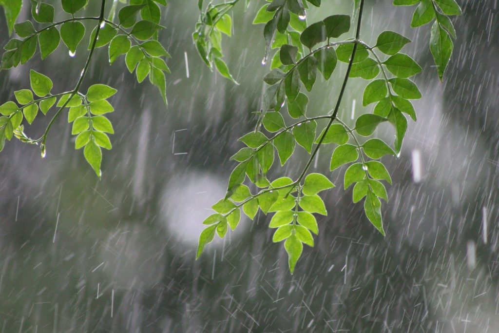 green plant near water falls