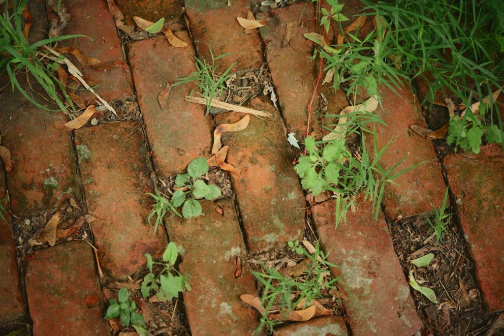 Weathered red bricks with green grass and plants.
