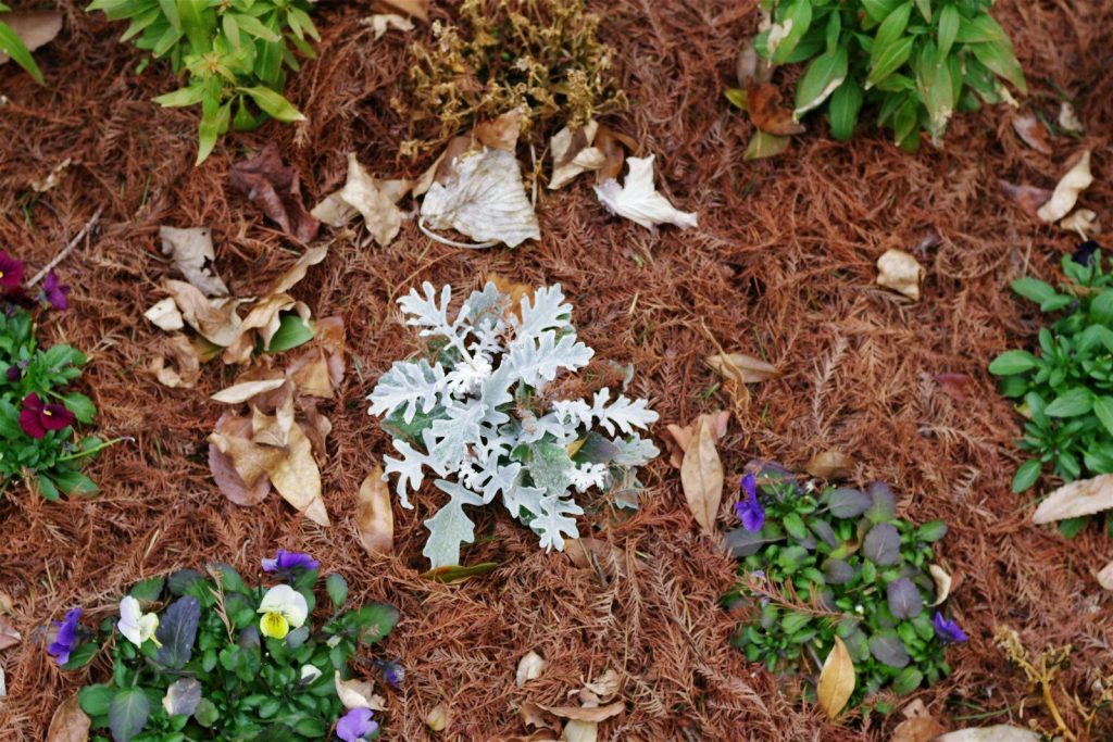 A garden bed with various plants and mulch.