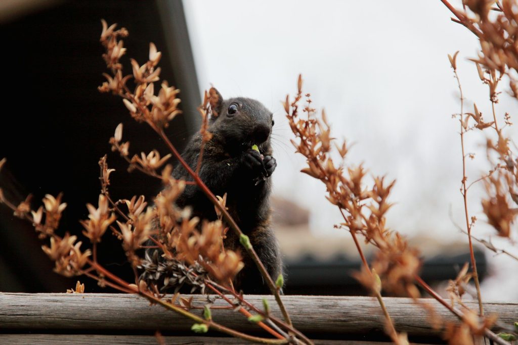 A black squirrel eating seeds on a wooden fence.