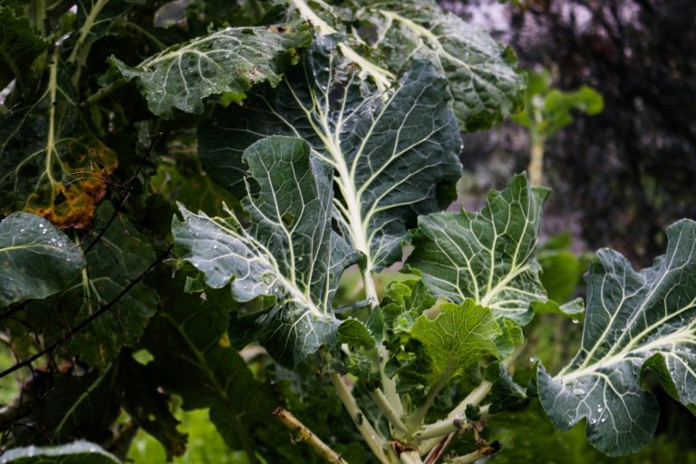 a close up of a leafy plant in a field