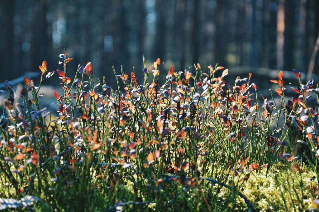 red and yellow flowers in tilt shift lens