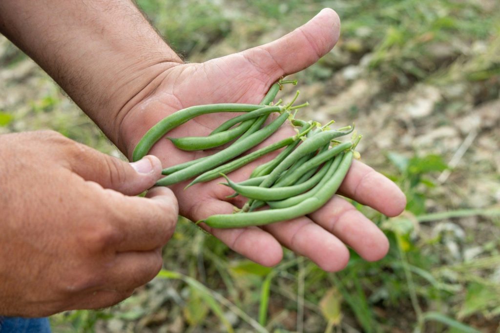 A person holding a bunch of green beans in their hands