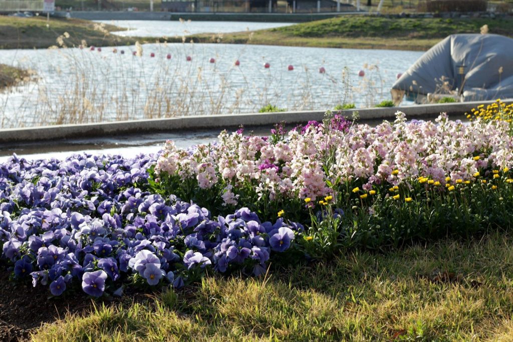 Colorful flowers bloom beside a calm body of water