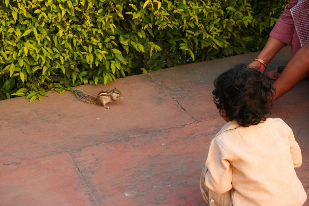 Child watching a chipmunk on the ground.