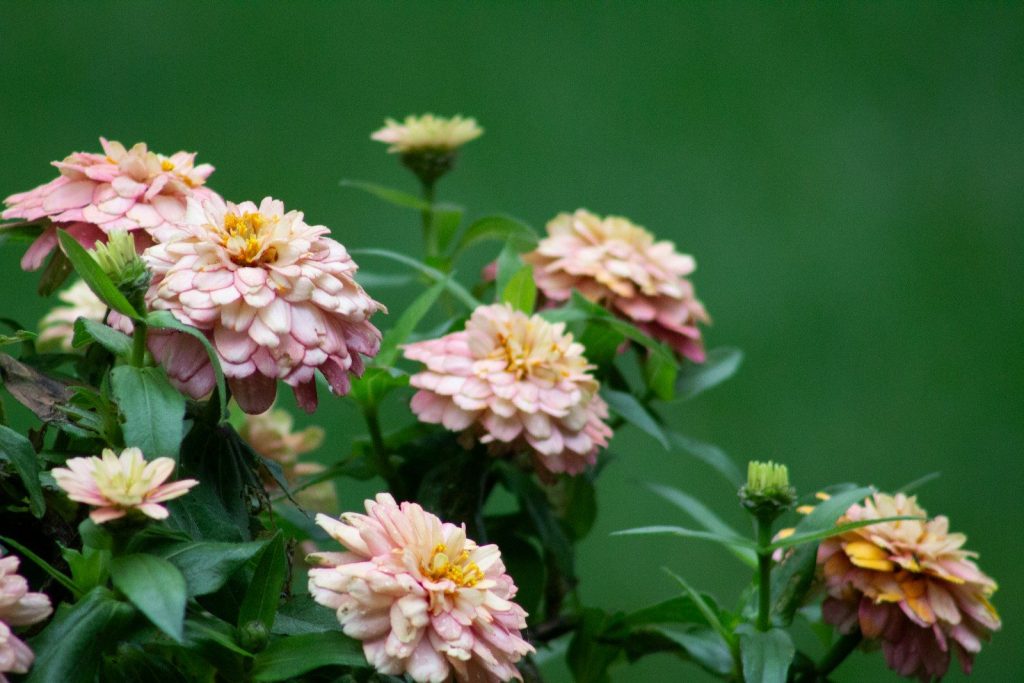 A bunch of pink and yellow flowers in a vase