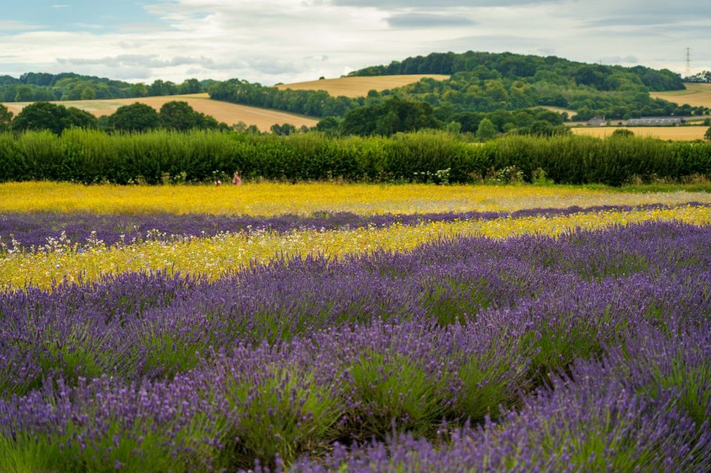 yellow flower field during daytime