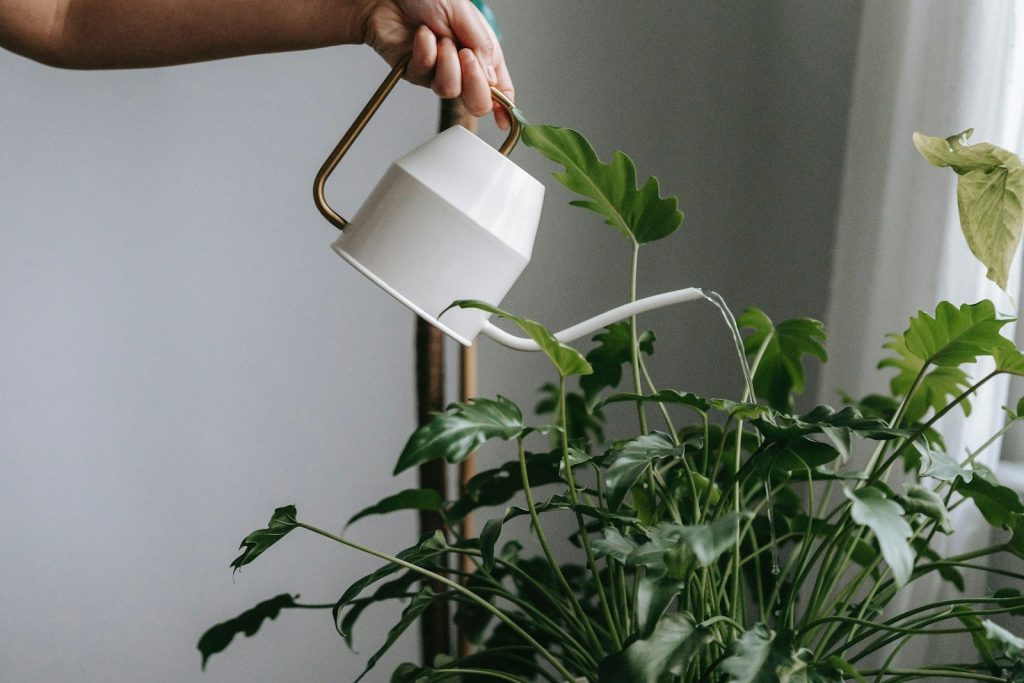 a woman watering a plant with a watering can