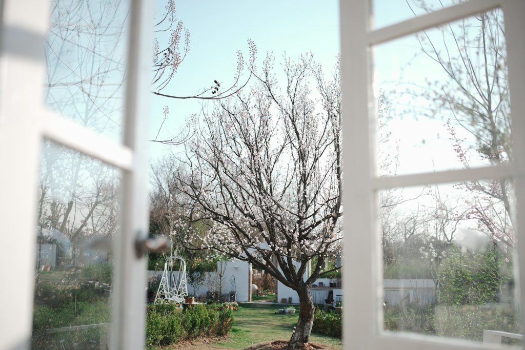 View of a blooming tree through an open window