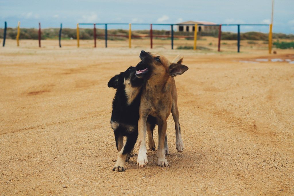 two brindle and black dog on the field photography