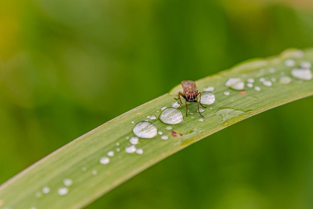 a small bug on a leaf