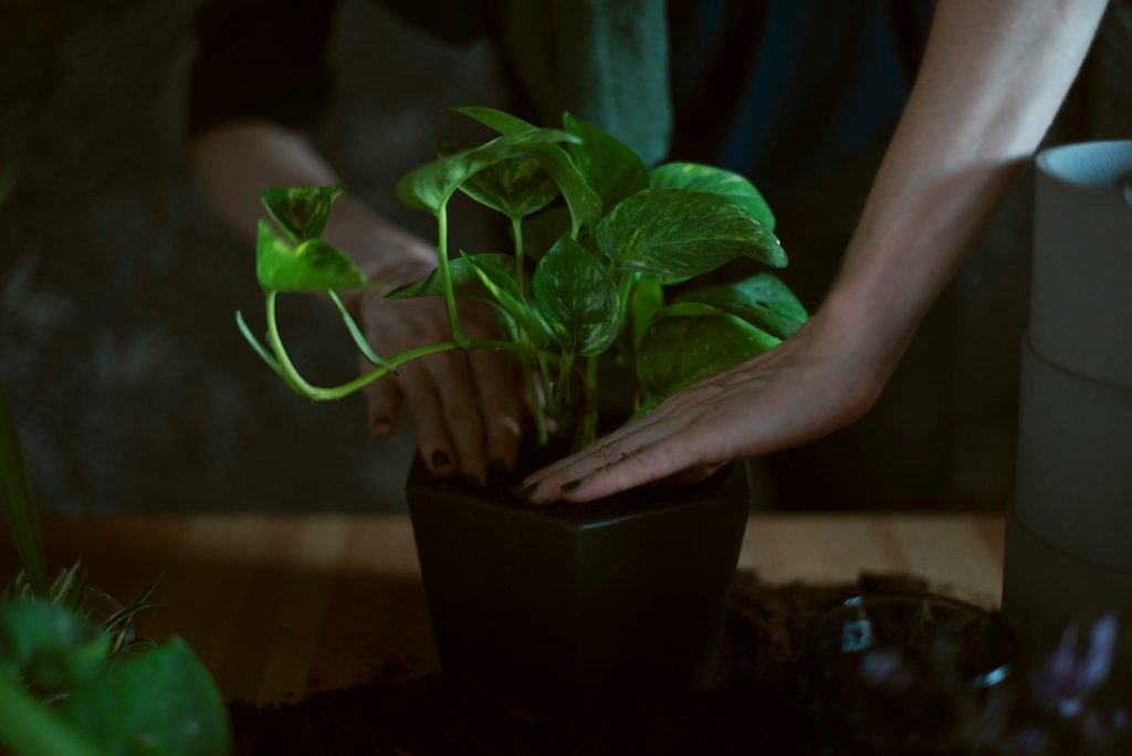 a person holding a plant