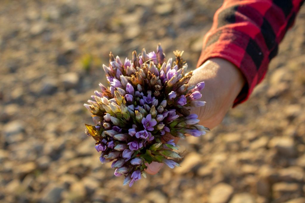 person holding purple flower during daytime