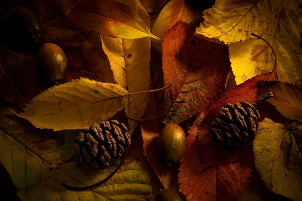 a close up of leaves and acorns on a table