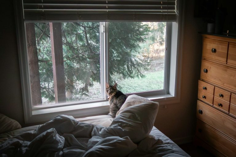 A cat sits on a windowsill looking outside.