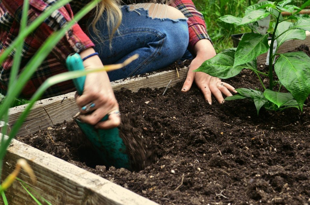 A person is digging soil in a raised garden bed.