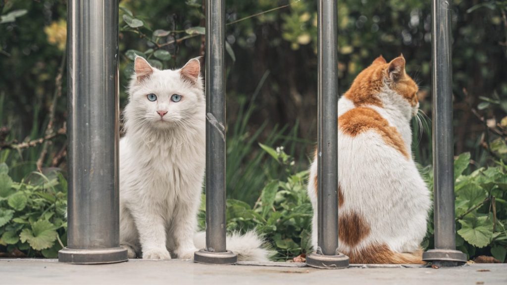 Two cats sitting behind metal bars outdoors.
