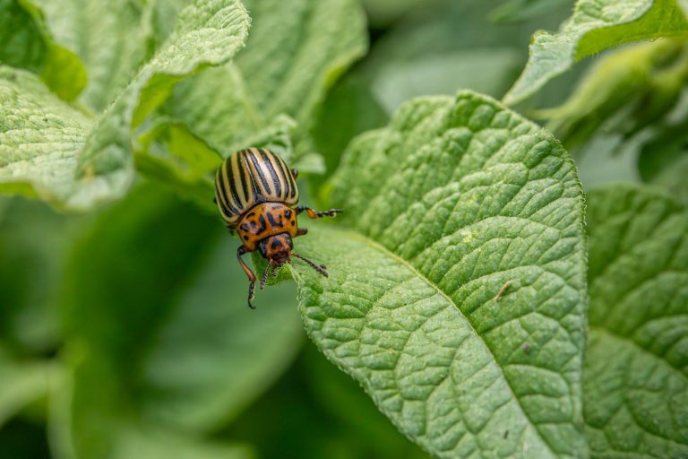 A bug sitting on top of a green leaf
