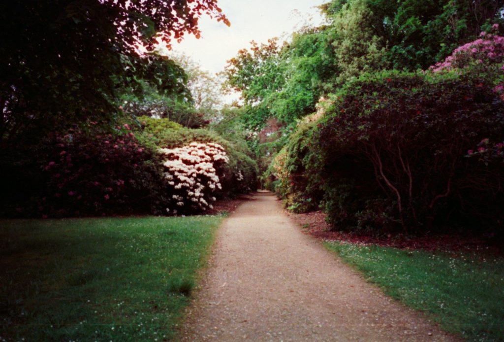 A path in the middle of a lush green park