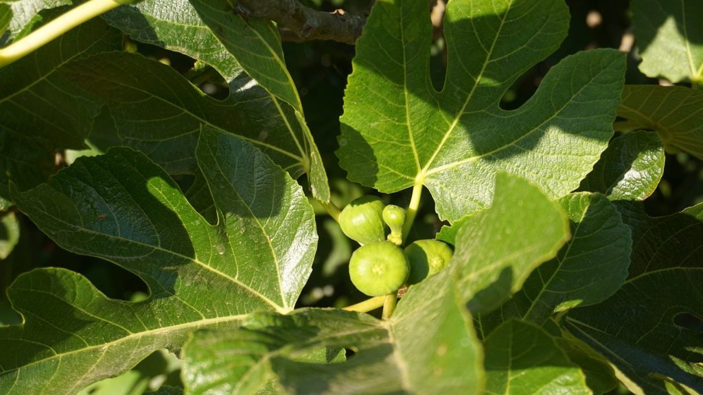 Green figs growing on a tree branch.