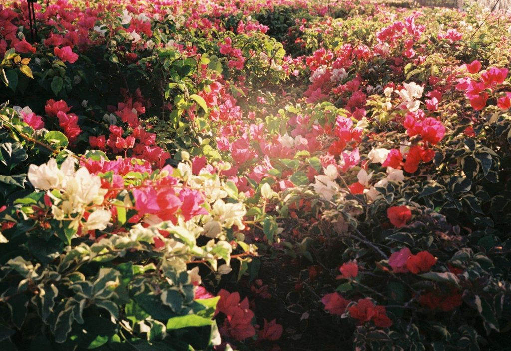 A field of vibrant pink and white bougainvillea flowers.