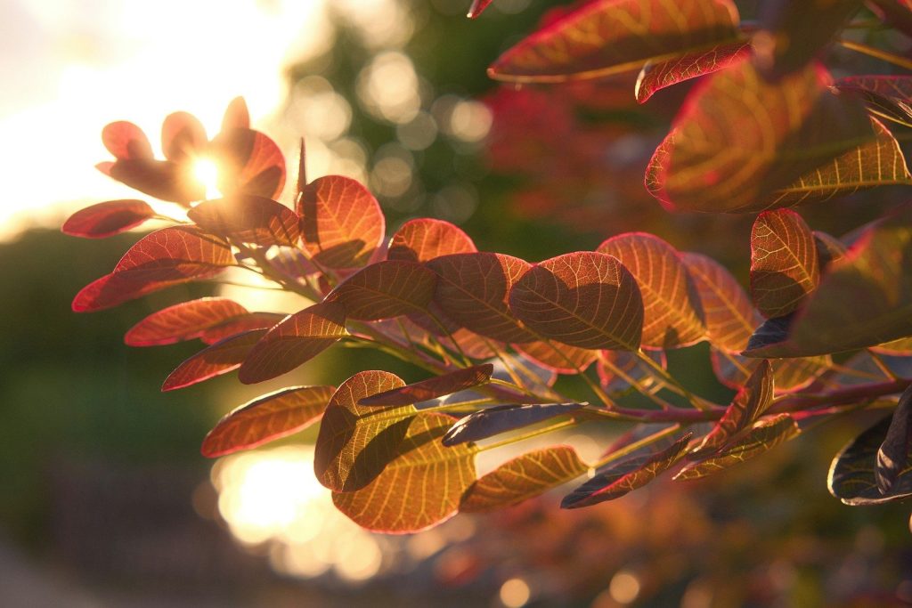 Sunlight filters through reddish-brown leaves on a branch at sunset.