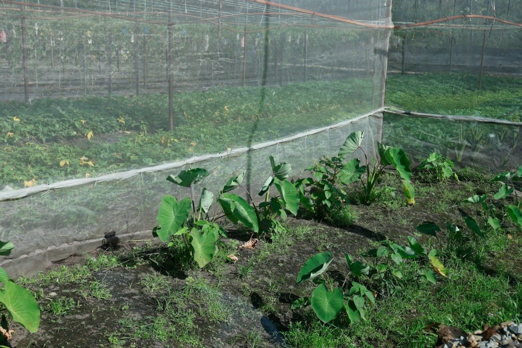Young plants growing under protective netting