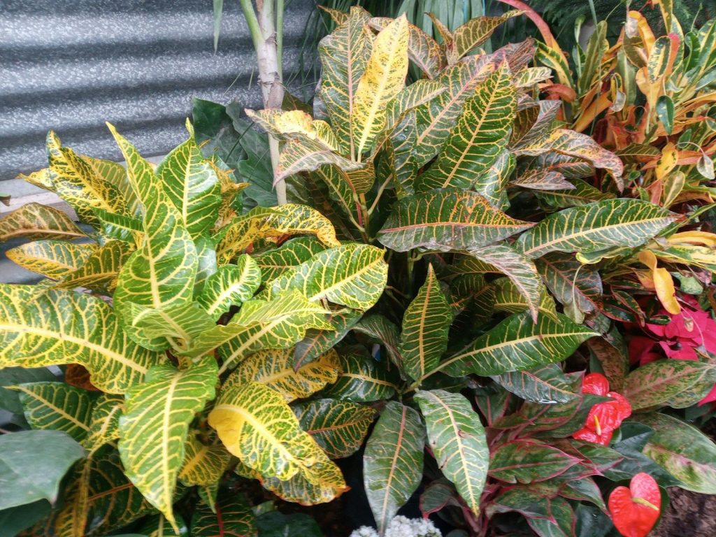 a group of plants that are next to each other