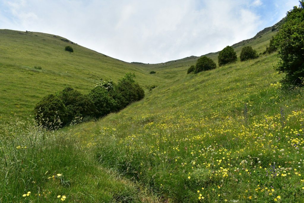green grass field under blue sky during daytime
