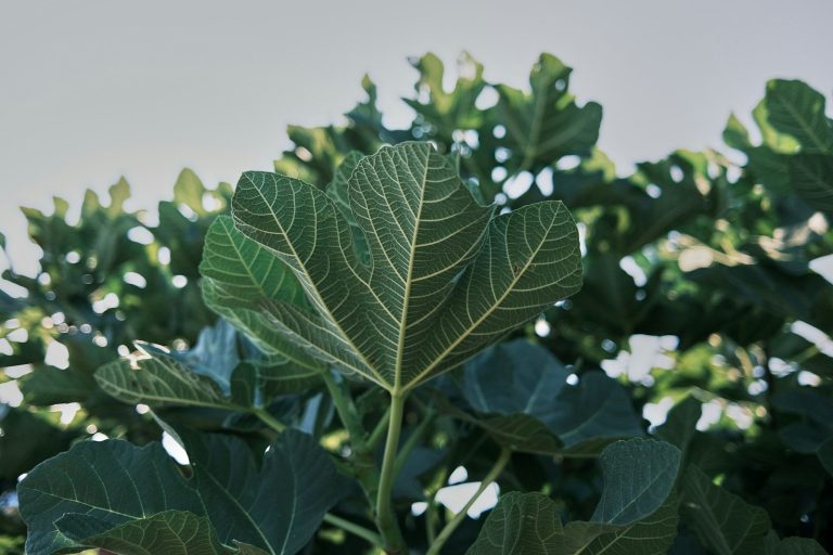 green leaves in tilt shift lens