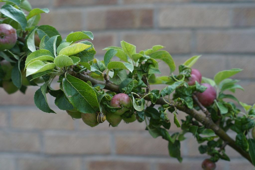 A branch with developing apples and green leaves.