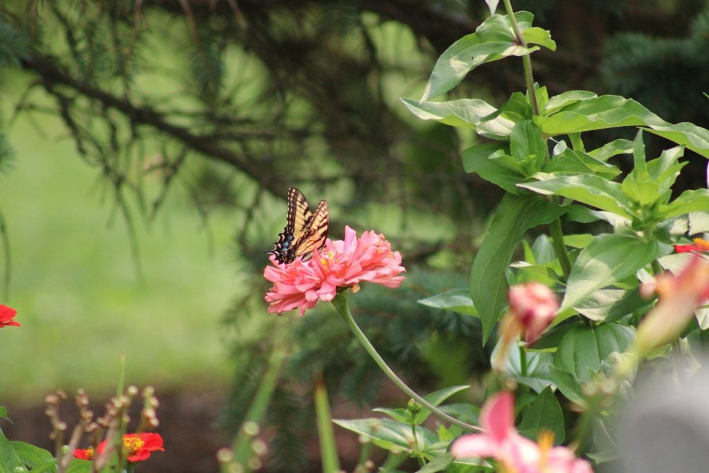 a butterfly sitting on top of a pink flower