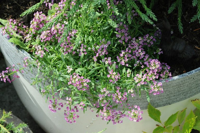 a planter filled with lots of purple flowers