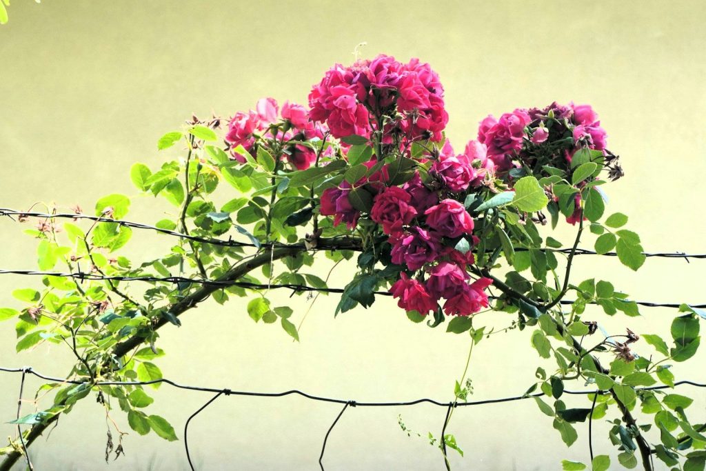 a bunch of flowers that are on a fence