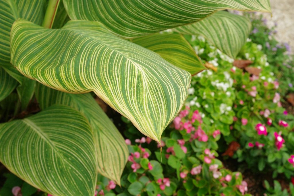 A close up of a plant with green leaves