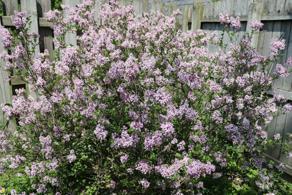a bush of purple flowers next to a wooden fence