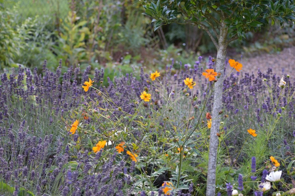 a field of flowers